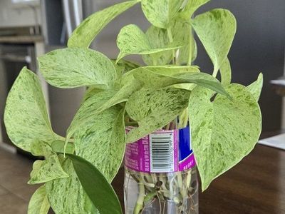 Snow Queen Pothos Starter Plant
