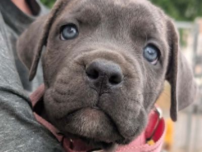 Professionally Trained Cane Corso Puppy