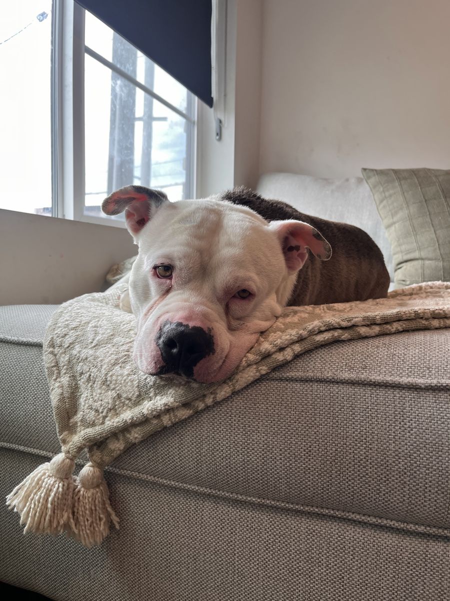 Free pitbull