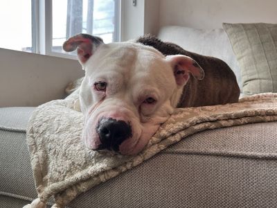 Free pitbull