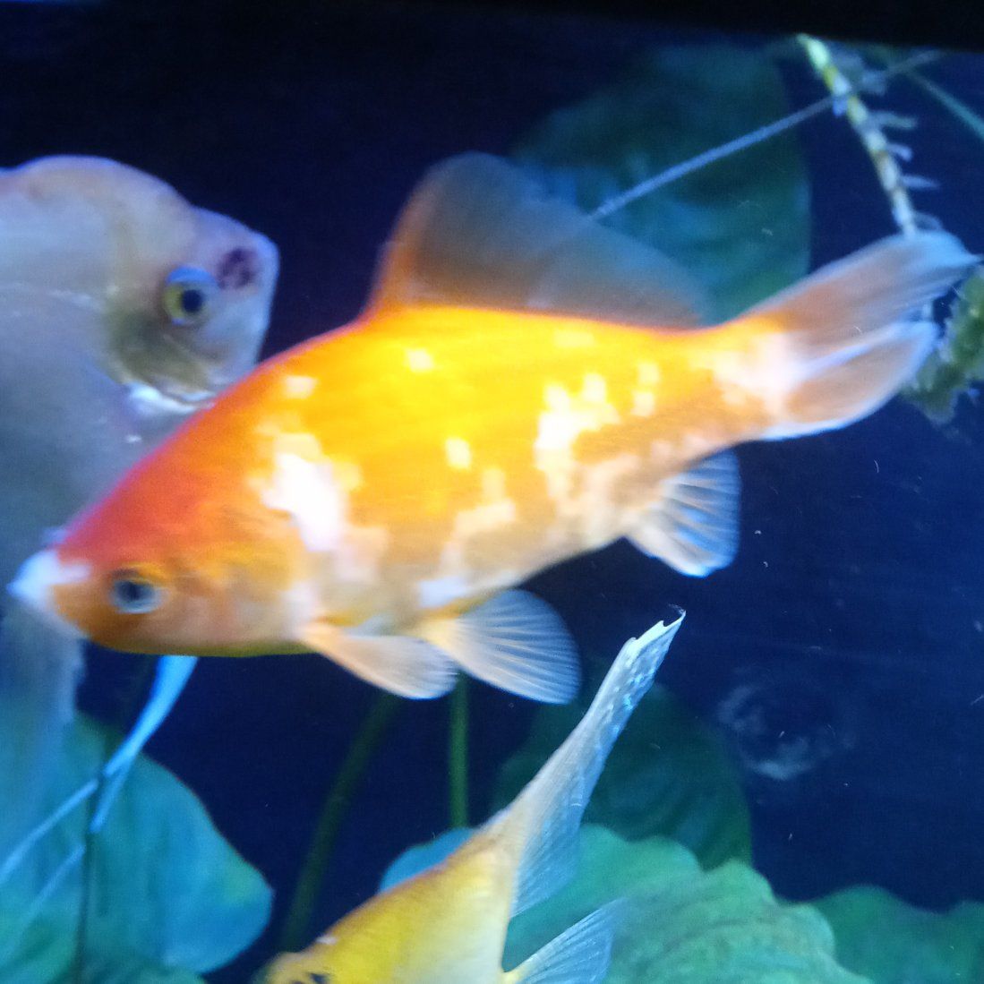 FREE GOLDFISH