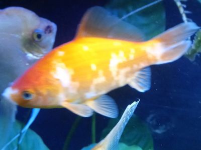 FREE GOLDFISH