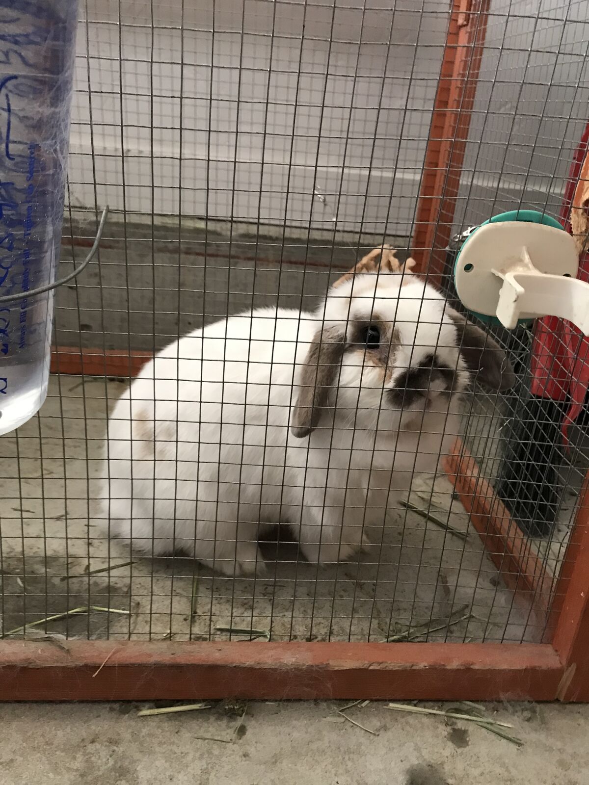 Holland Lops Rabbit w/ Equipment