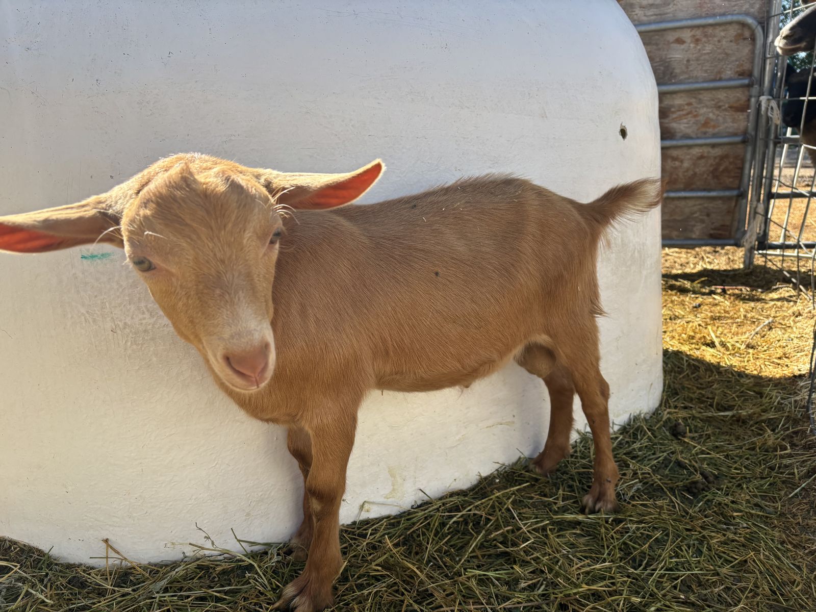 Weed eater, or Companion kids