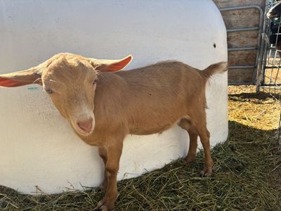 Weed eater, or Companion kids