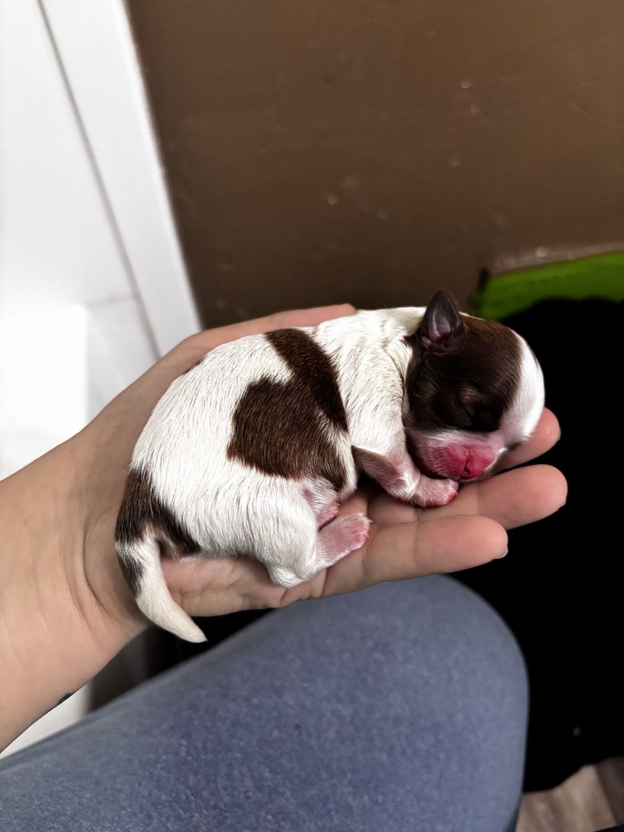 Puppies for sale