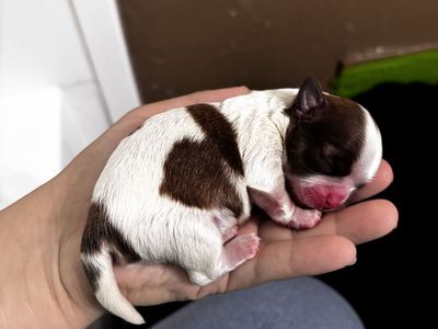 Puppies for sale