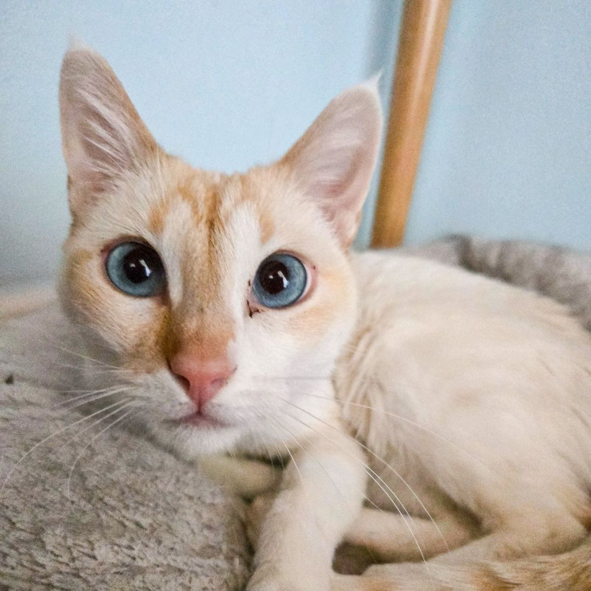 Meet Tovah!