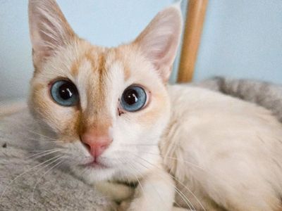Meet Tovah!