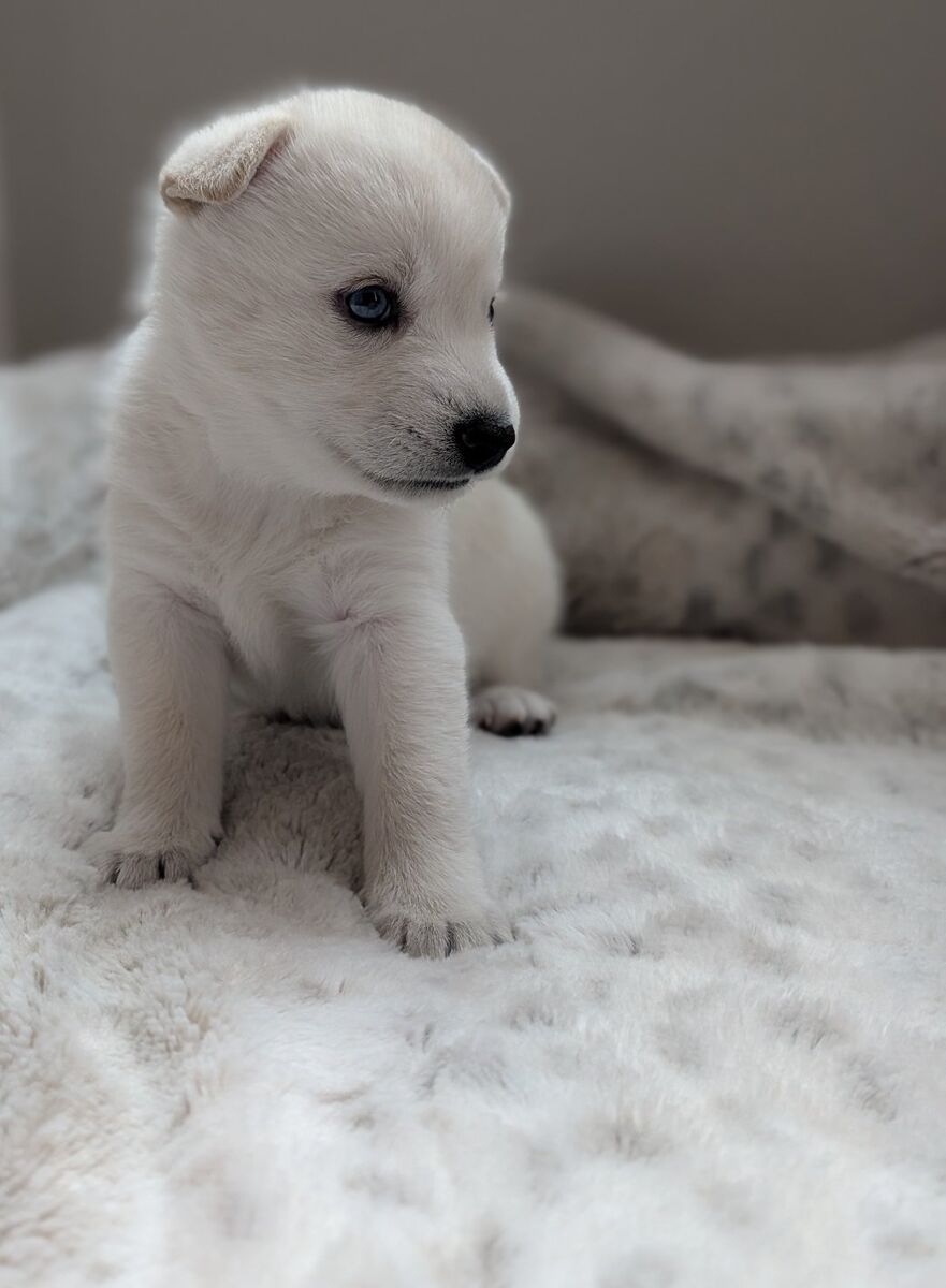 Alaskan Klee Kai (Mini Husky) Puppies