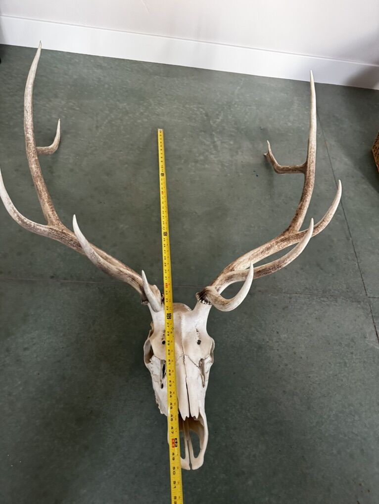 Authentic Elk Skull With Antlers Europe