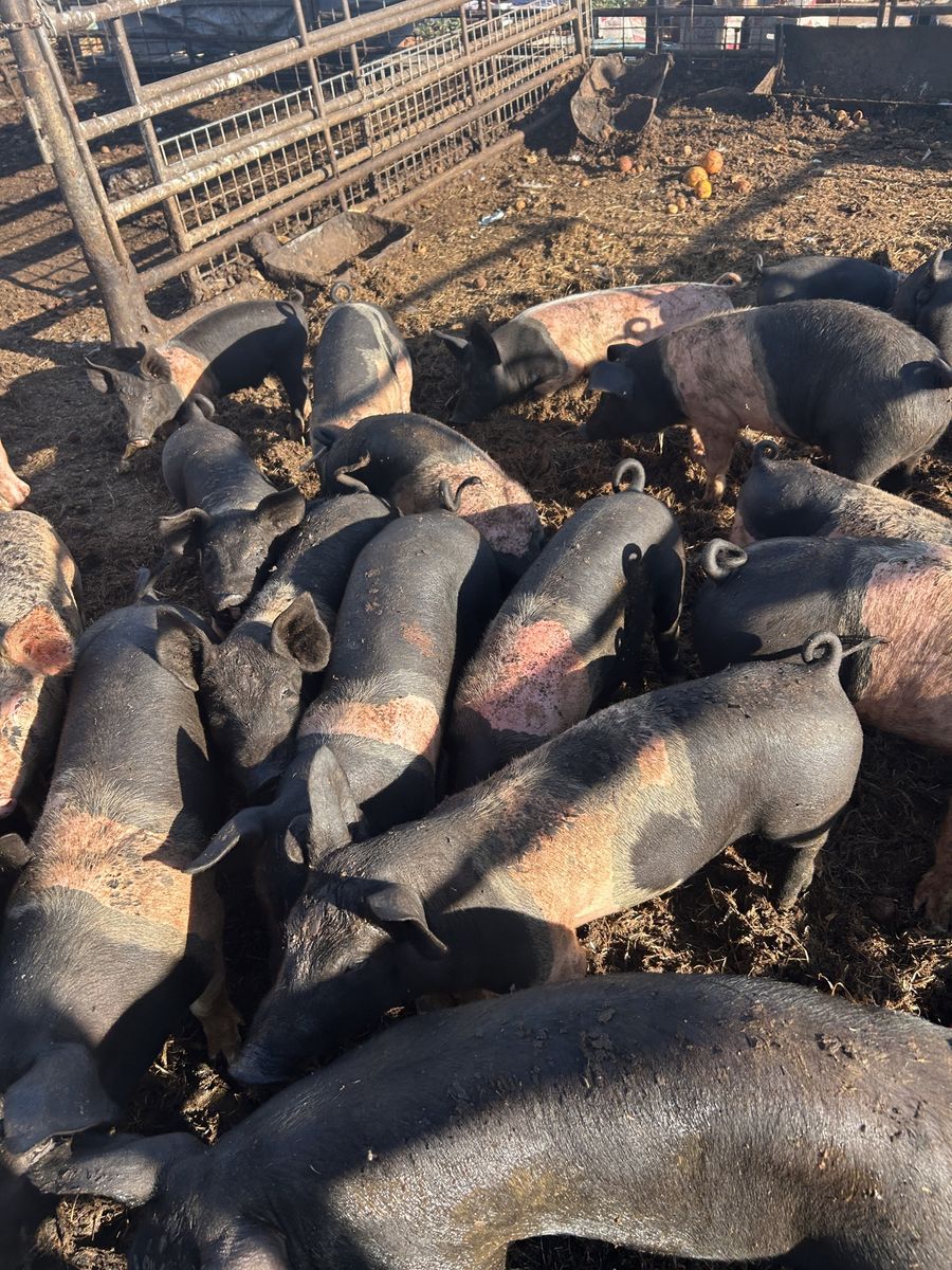 Roaster size Pigs for Sale
