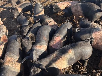 Roaster size Pigs for Sale