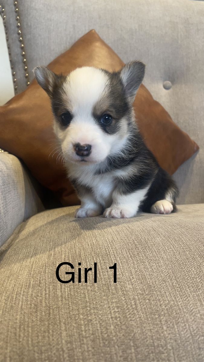 Pembroke Welsh Corgi Puppies
