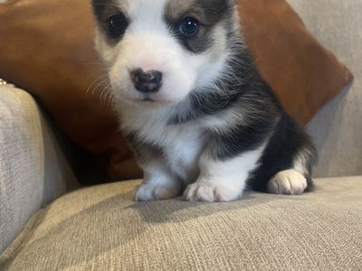 Pembroke Welsh Corgi Puppies