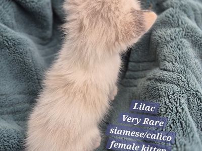 Gorgeous Rare Beautiful friendly female kittens!