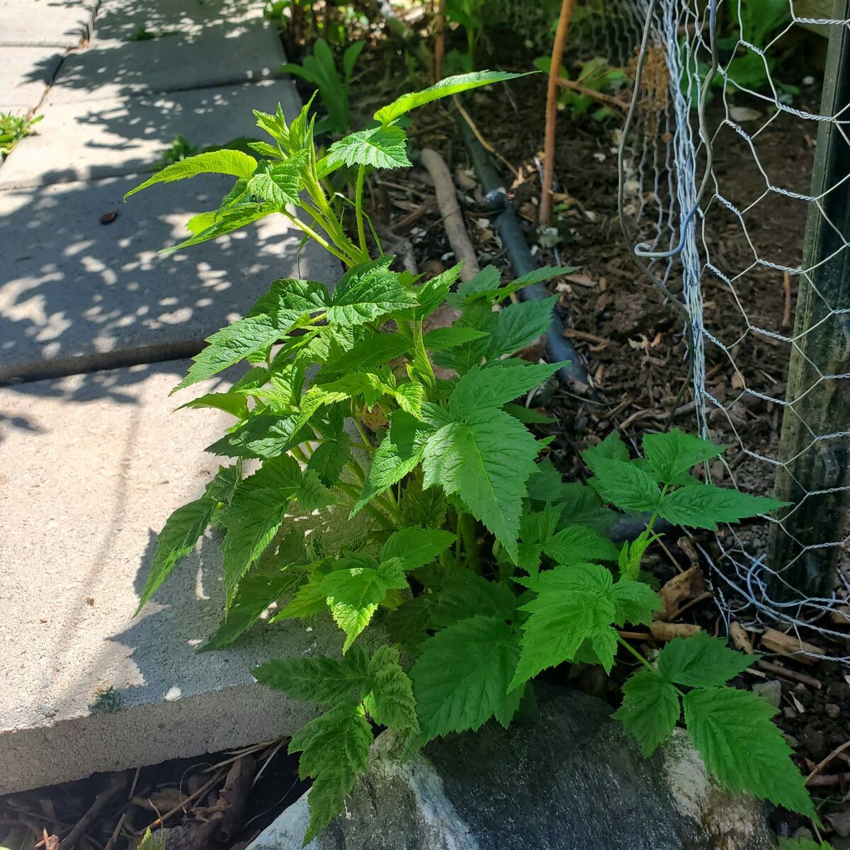 Everberring Raspberries