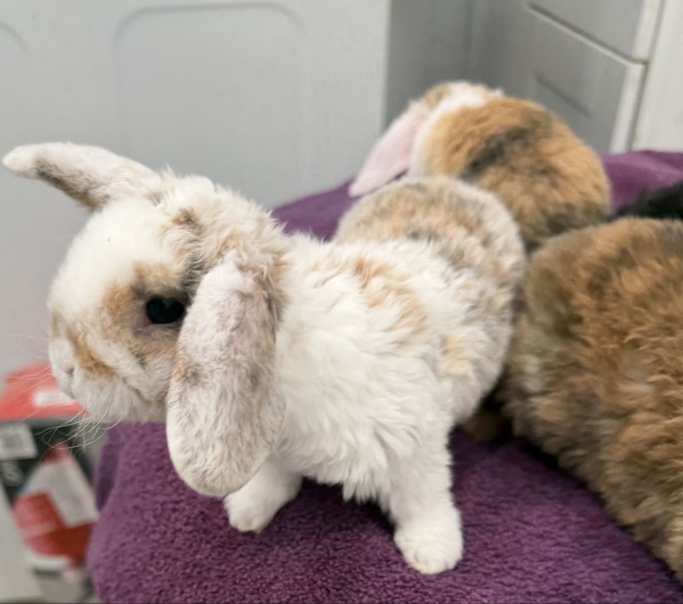 Fully pedigreed mini plush lops