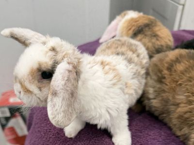 Fully pedigreed mini plush lops