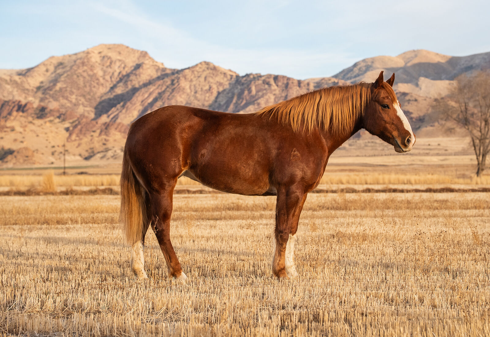 Casino 9 year old half draft