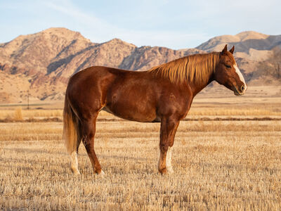 Casino 9 year old half draft