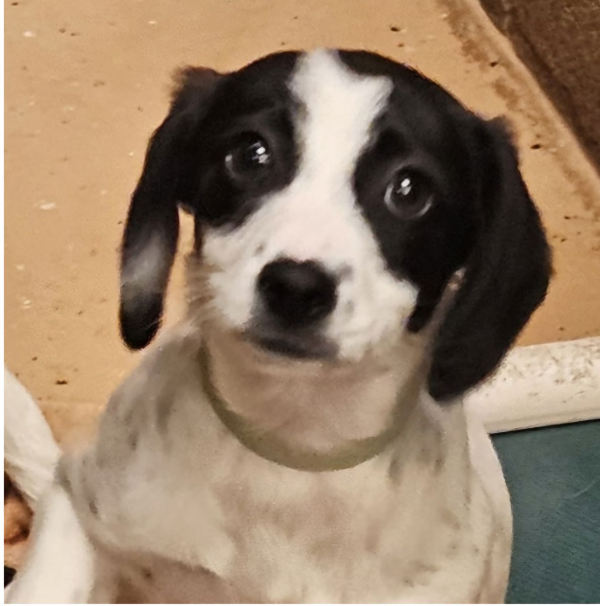 Polka, 13 week Dachshund mix puppy