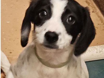 Polka, 13 week Dachshund mix puppy