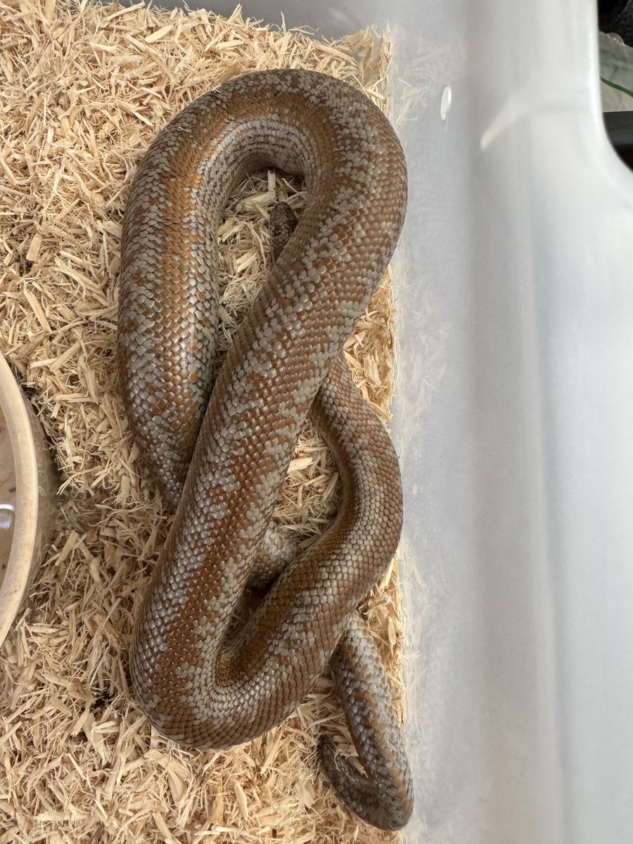 Rosy Boa pair, sub adult Trabuco cyn locale.