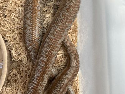 Rosy Boa pair, sub adult Trabuco cyn locale.