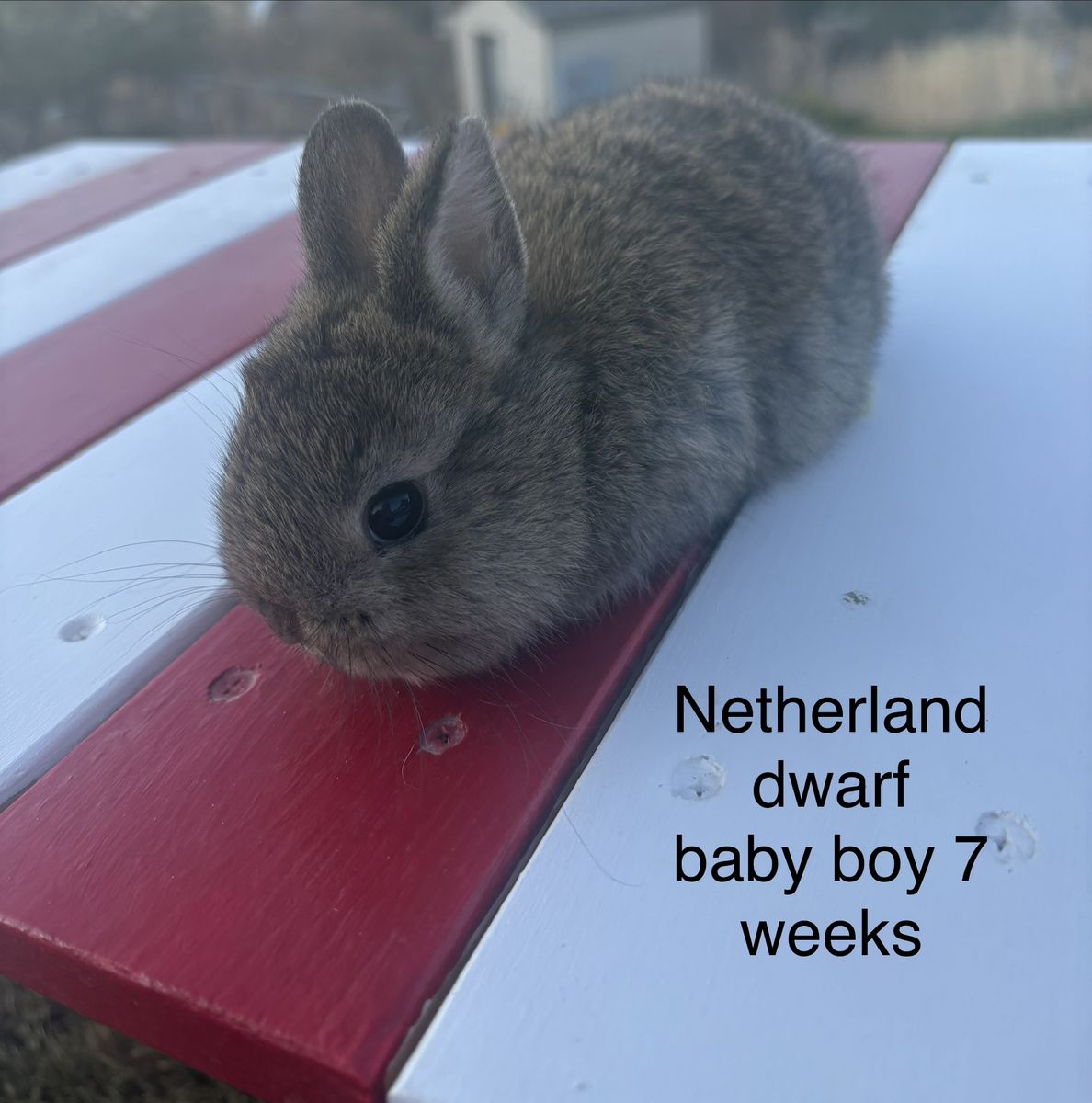 Netherland Dwarf Baby Boy Rabbit - 7 Weeks Old