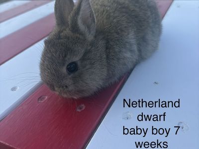 Netherland Dwarf Baby Boy Rabbit - 7 Weeks Old