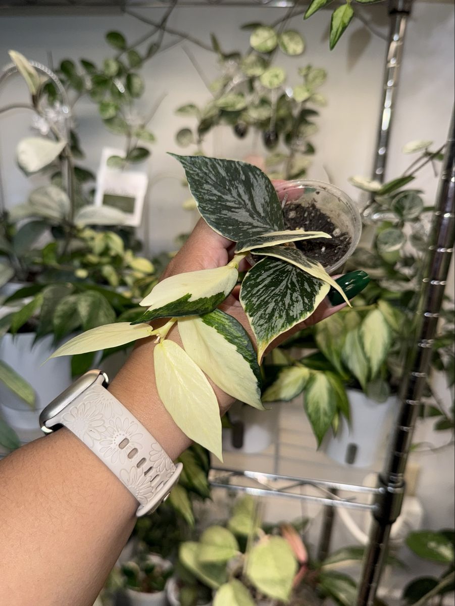Hoya polyneura ‘Jasminka’ - Plant