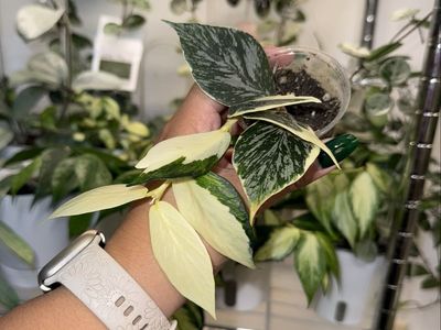 Hoya polyneura ‘Jasminka’ - Plant