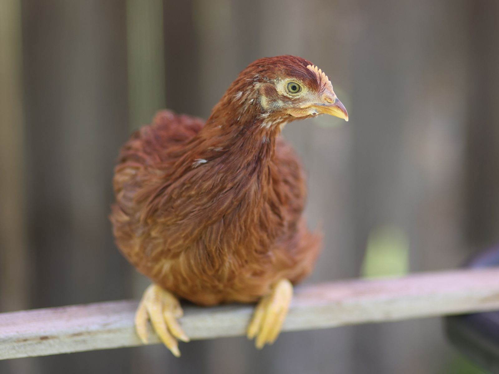 One Rhode Island red pullet (baby hen-female chicken)