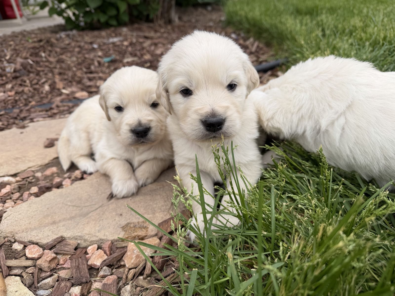 AKC English Golden Retriever Puppies