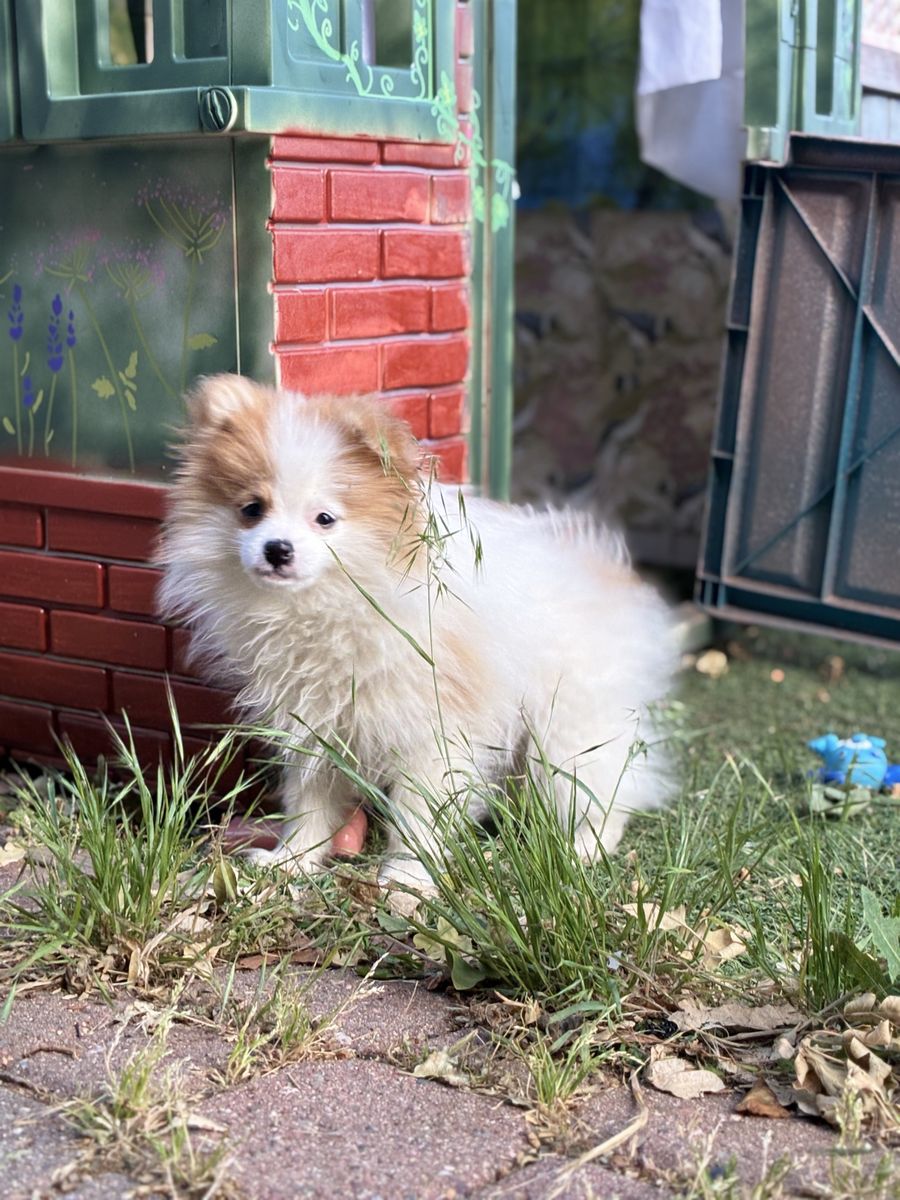 Pomsky