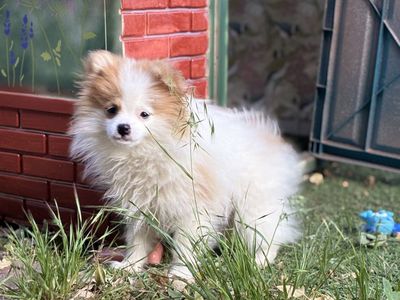 Pomsky