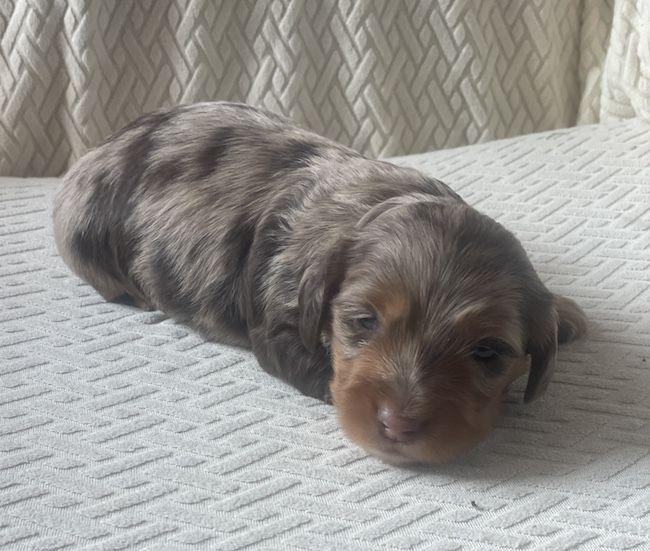 Miniature Dachshund Softwire Boy