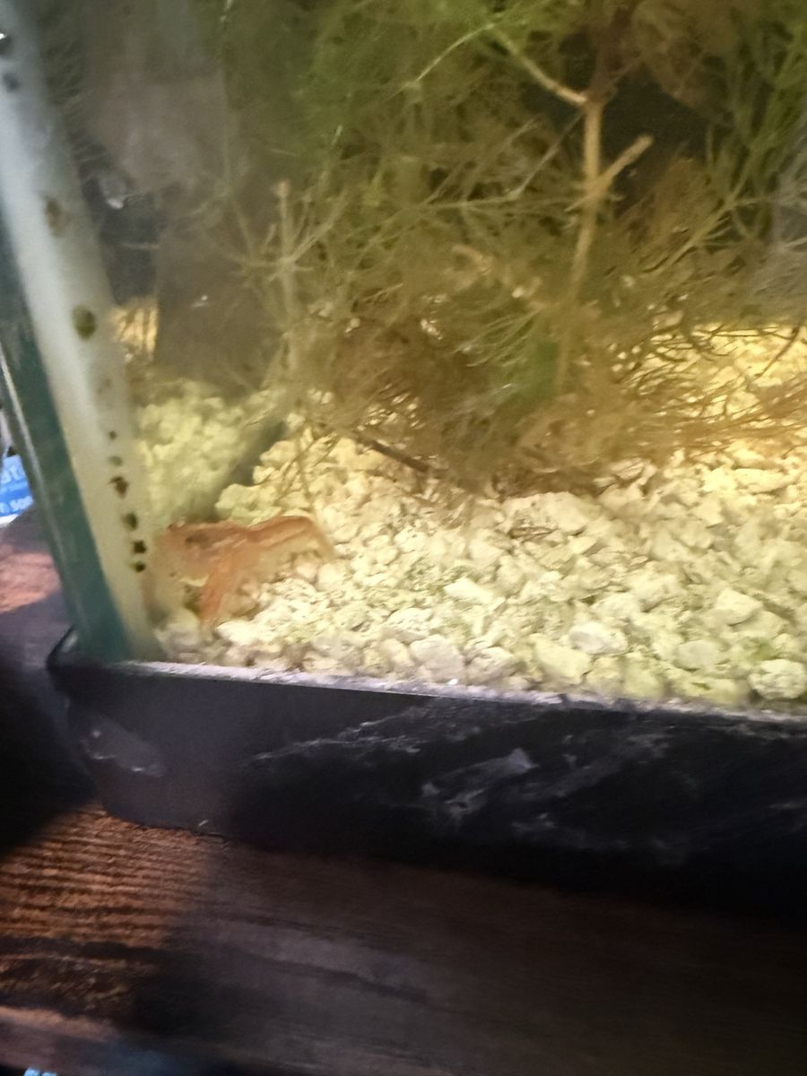 Free 2 dwarf crayfish one bumblee goby one dwarf frog