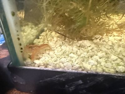 Free 2 dwarf crayfish one bumblee goby one dwarf frog