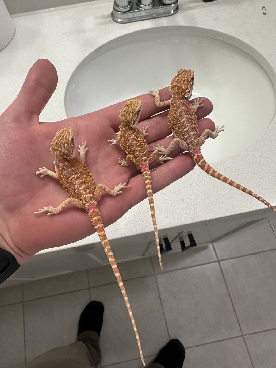 Baby bearded dragons