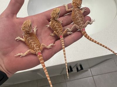 Baby bearded dragons