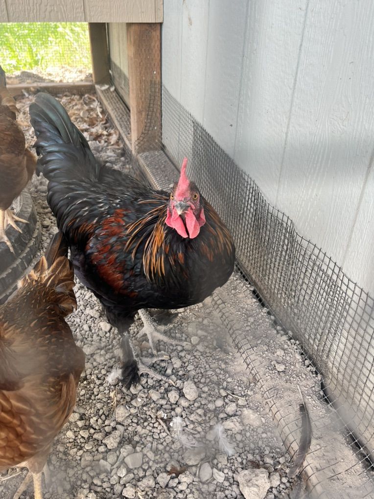 Free Black copper Maran Rooster
