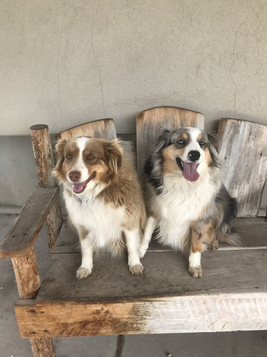 Awesome mini Aussies looking for a loving home