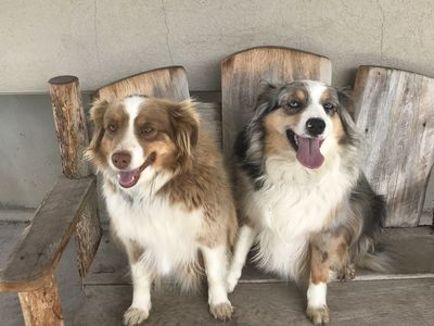 Awesome mini Aussies looking for a loving home