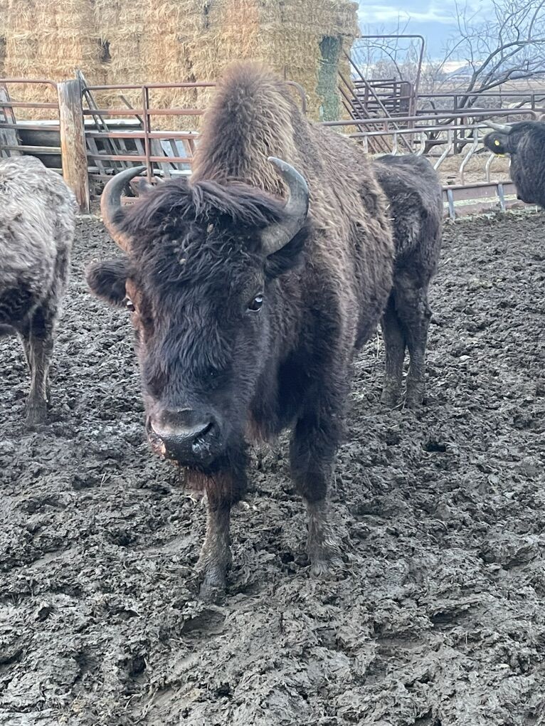 Buffalo/bison