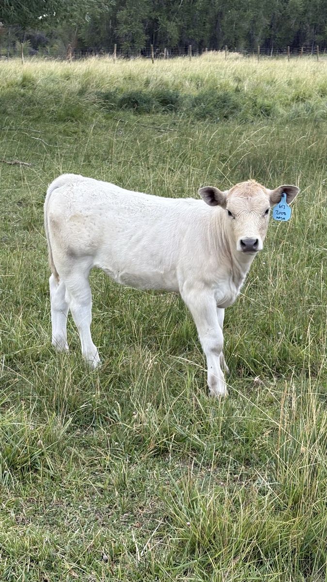 Charolais cross Calves