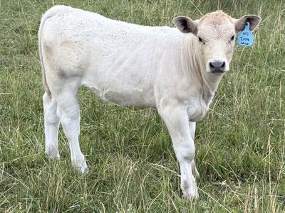 Charolais cross Calves
