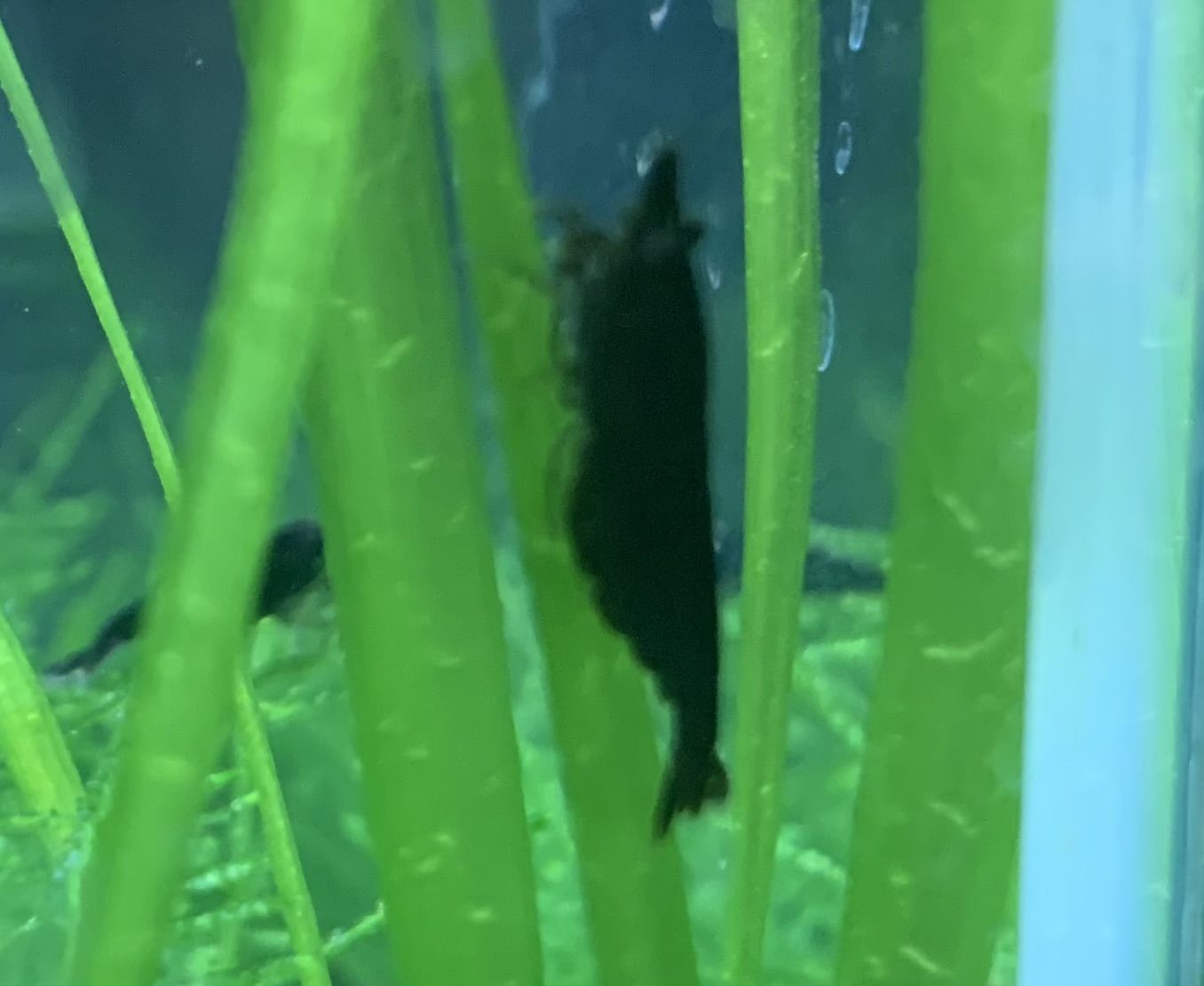 Black shrimp