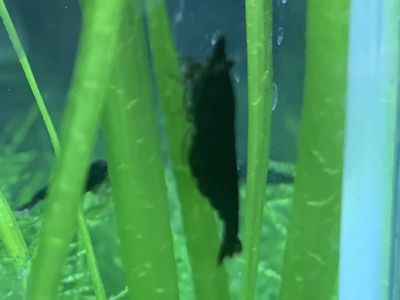 Black shrimp